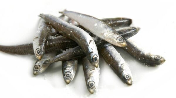 Boquerón extra